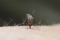 World Health Organization: Dengue fever will spread in Europe and the United States this decade.