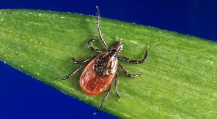 Canadians travel to Mexico for Lyme disease treatment, raising concerns among health experts.