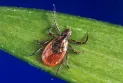 Canadians travel to Mexico for Lyme disease treatment, raising concerns among health experts.