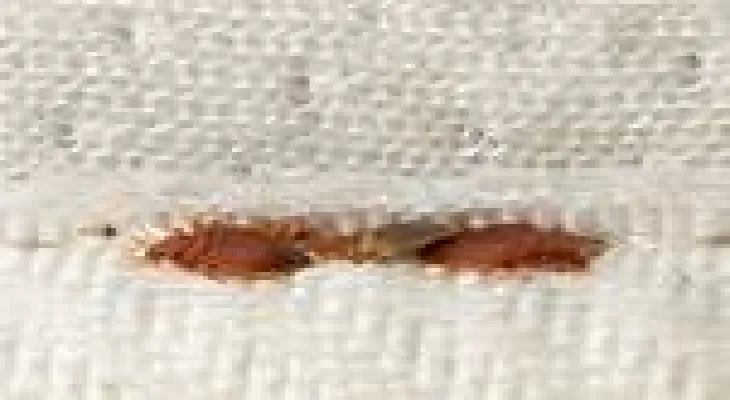 Increase in "bed bug" infestation in Spain by 71% over the months