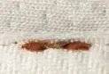 Increase in "bed bug" infestation in Spain by 71% over the months
