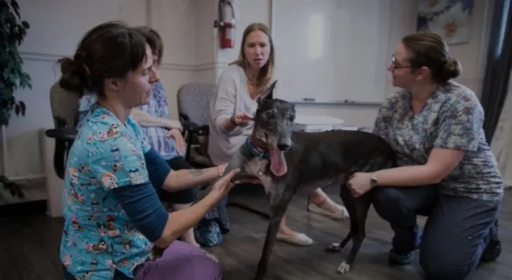 Canada: Many veterinarians face severe burnout and deterioration in mental health