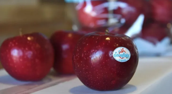 A new variety of apples comes out of an orchard in Ontario