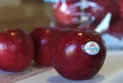 A new variety of apples comes out of an orchard in Ontario