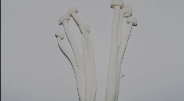 Recall of "Enoki" mushrooms from Canada due to possible Listeria contamination...