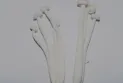 Recall of "Enoki" mushrooms from Canada due to possible Listeria contamination...