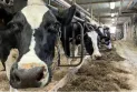 Le gouvernement Trudeau revendique la victoire dans le récent conflit commercial avec les États-Unis concernant les produits laitiers...