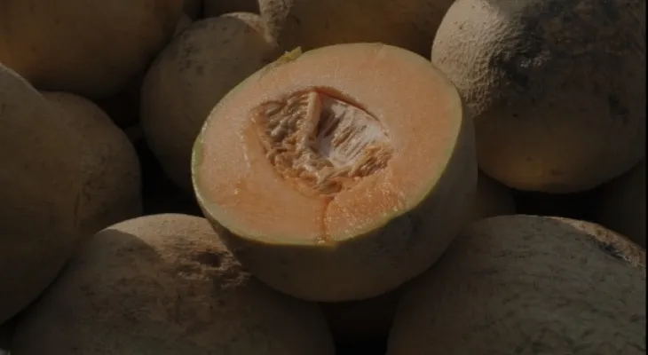Canadian health announces one death and 63 confirmed cases due to salmonella outbreak linked to cantaloupe