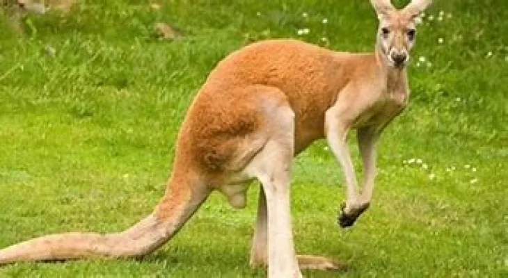 Ongoing search for the escaped kangaroo in Ontario