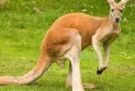 Ongoing search for the escaped kangaroo in Ontario