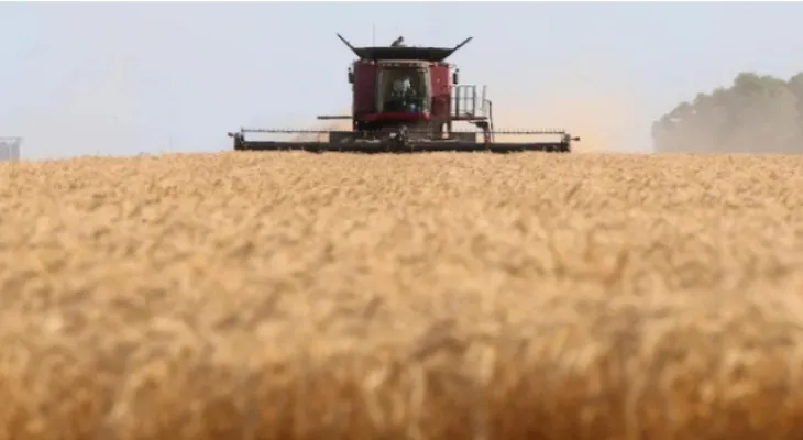 Alberta: Wheat production declines by 20% due to drought