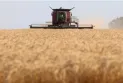 Alberta: Wheat production declines by 20% due to drought