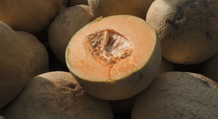 Comment les scientifiques suivent-ils la propagation de la salmonelle liée au melon contaminé ?