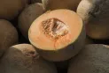 Comment les scientifiques suivent-ils la propagation de la salmonelle liée au melon contaminé ?