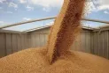 Russia imposes a temporary ban on the export of durum wheat until the end of May 2024