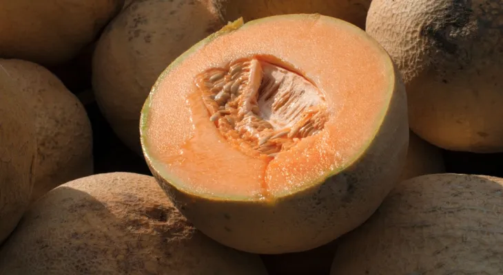 Santé publique Canada : 6 décès et plus de 150 cas confirmés dans l'épidémie de salmonelle liée au melon cantaloup