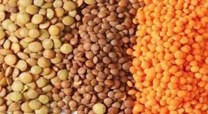 Canada is the main importer of lentils from the United States during 2023
