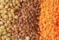 Canada is the main importer of lentils from the United States during 2023