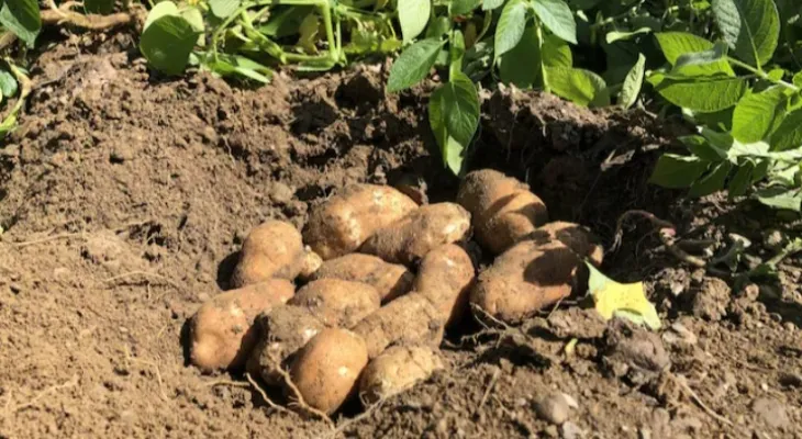 Alberta is the leading potato producer in Canada...
