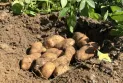 Alberta is the leading potato producer in Canada...