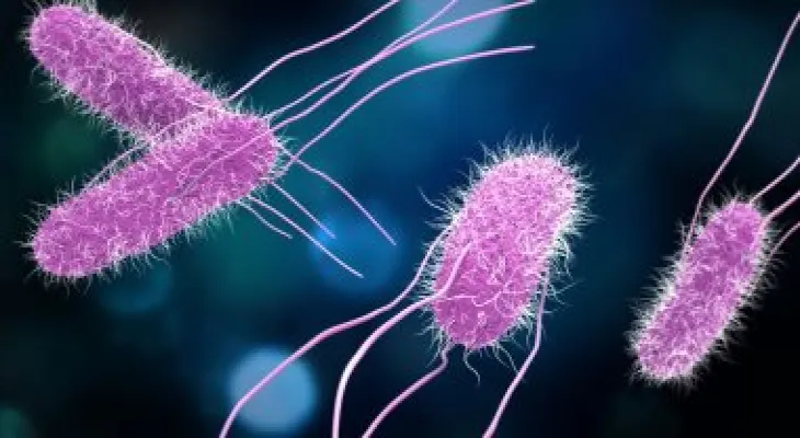 Class action lawsuit in several Canadian provinces after multiple salmonella infections in cantaloupe fruit