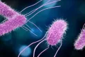 Class action lawsuit in several Canadian provinces after multiple salmonella infections in cantaloupe fruit