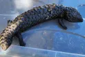 Australian police thwart attempt to smuggle $800,000 worth of lizards to Hong Kong