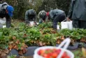 Work insurance... Class action lawsuit by migrant workers against Ottawa