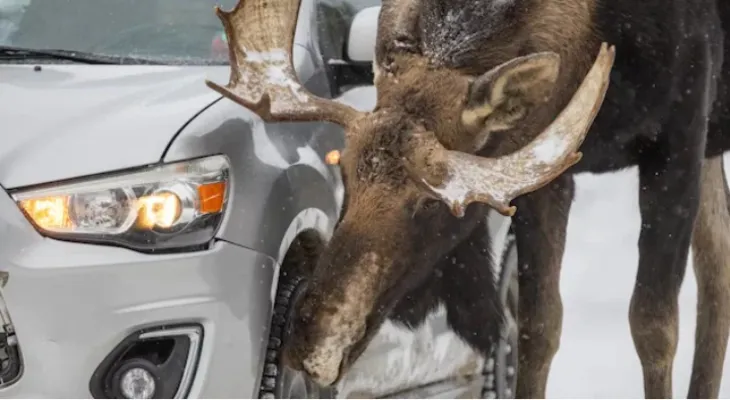 Authorities advise Canadians not to allow the moose to lick their cars...