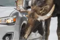 Authorities advise Canadians not to allow the moose to lick their cars...