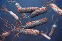 Rising cholera cases worldwide amid vaccine shortages...