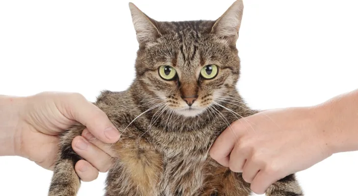 Pets are no longer property during separation and divorce proceedings in British Columbia