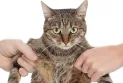 Pets are no longer property during separation and divorce proceedings in British Columbia