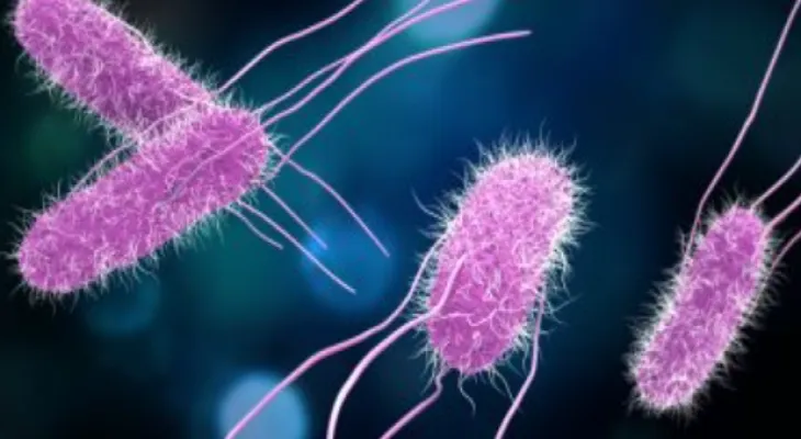 Canadian food company faces class action lawsuit after multiple injuries caused by consumption of its products contaminated with Salmonella