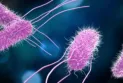 Canadian food company faces class action lawsuit after multiple injuries caused by consumption of its products contaminated with Salmonella