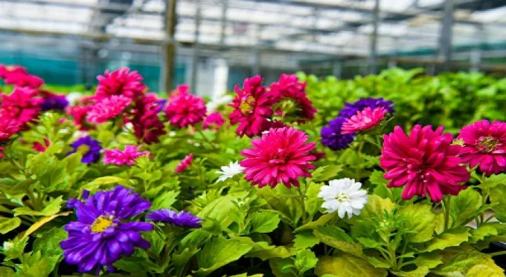 American nursery focusing on native plants and their importance