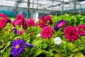 Pépinière américaine axée sur les plantes indigènes et leur importance