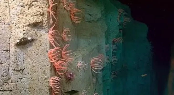 With an area of 6.4 million feddans.. Get to know the largest coral reefs in the depths of the seas