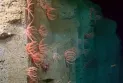 Avec une superficie de 6,4 millions d'acres.. découvrez les plus grands récifs coralliens dans les profondeurs des mers