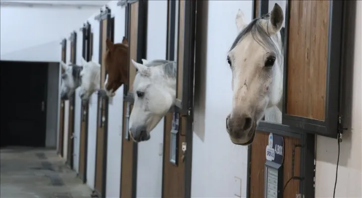 Opening of a 5-star hotel for horses in central Turkey