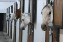Opening of a 5-star hotel for horses in central Turkey