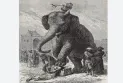 L’écrasement à l’aide d’éléphants.. l’une des méthodes les plus étranges et horribles d’exécution que l’humanité ait connues