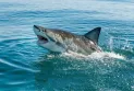 Australia: Woman seriously injured in shark attack at Sydney Harbour