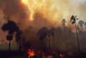 Death toll from wildfires in Chile rises to 51