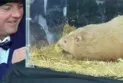 Ontario Groundhog expects an early spring start in 2024