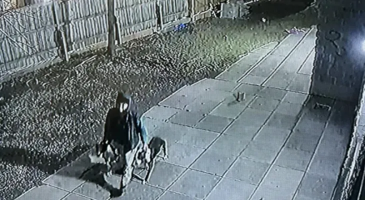 Toronto police are searching for two dogs after an attack left a woman seriously injured