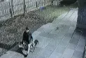Toronto police are searching for two dogs after an attack left a woman seriously injured