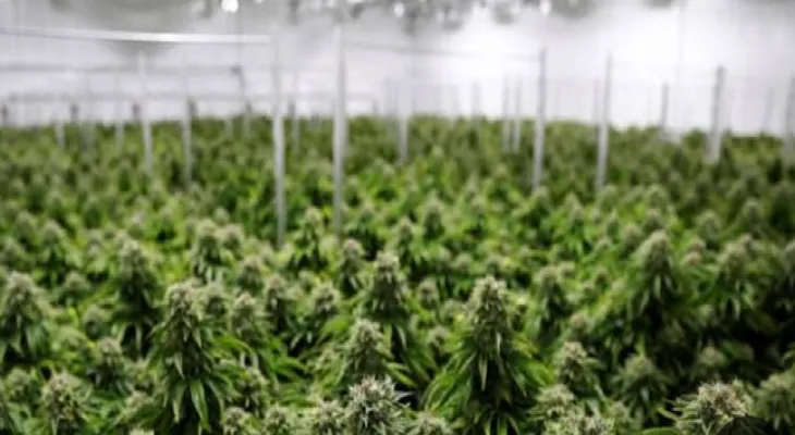 La police de l'Ontario ferme 7 magasins de marijuana et saisit 600 000 dollars