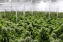 La police de l'Ontario ferme 7 magasins de marijuana et saisit 600 000 dollars