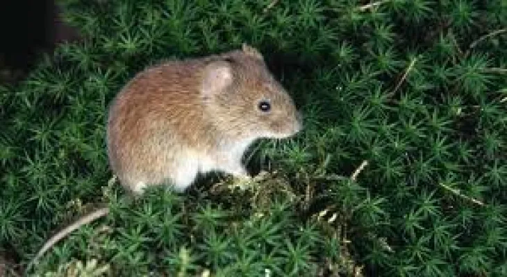 The death of "Alaskabox" draws attention to small animal viruses